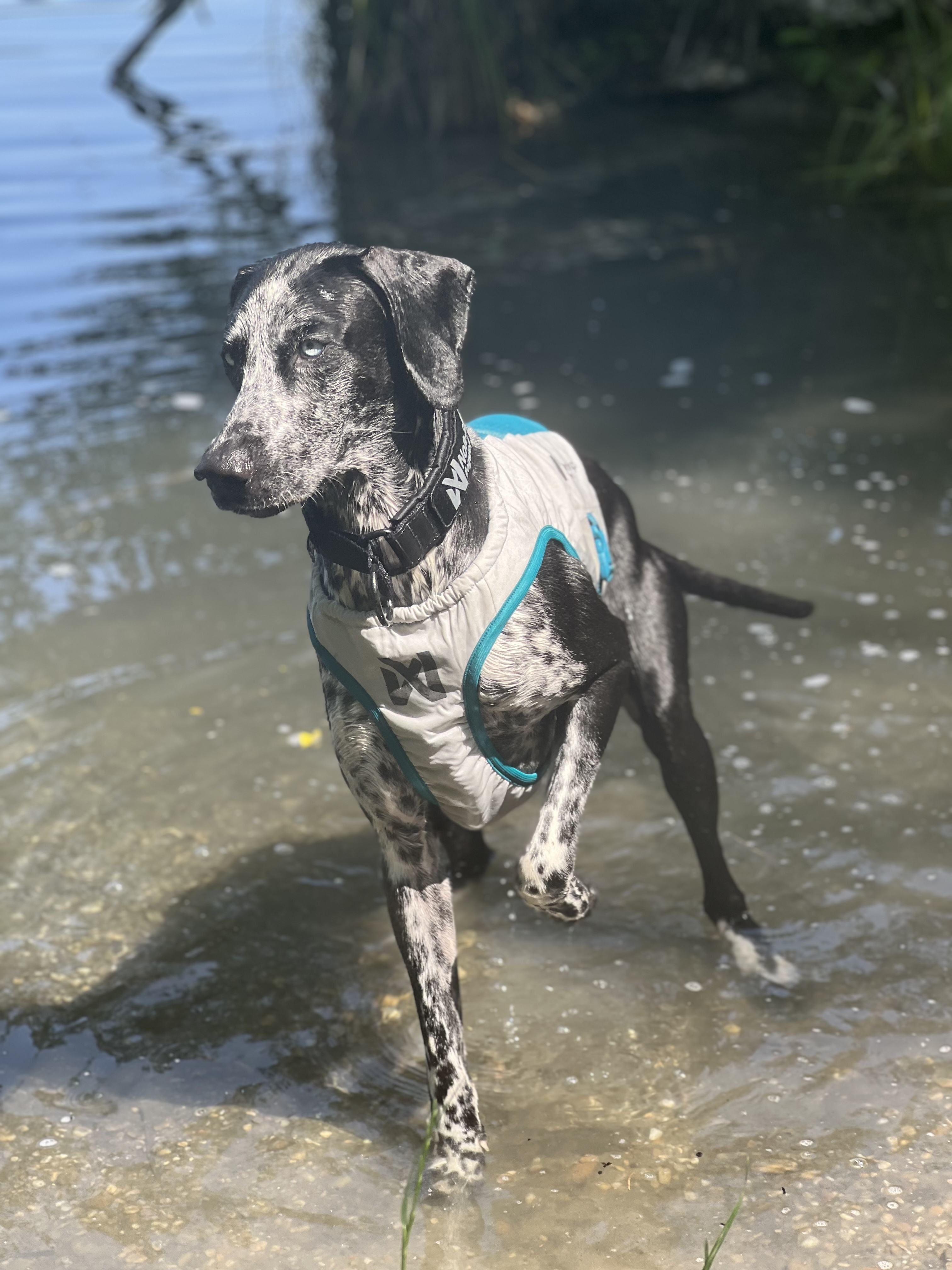 Novinky od Non-stop Dogwear pre leto 2025