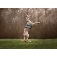 Non-stop dogwear postroj Ramble long teal