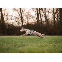 Non-stop dogwear postroj Ramble long teal