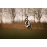 Non-stop dogwear postroj Ramble long teal