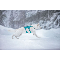 Non-stop dogwear postroj Ramble long teal