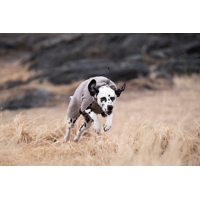 Non-stop dogwear Župan Drying coat