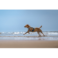 Non- stop dogwear Chladiaca vesta Cooling vest