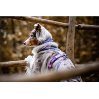 Obojok Trail quest Rachel Pohl edition Non-stop dogwear (Ružový, Teal)