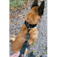 Security strap WD Non-stop dogwear